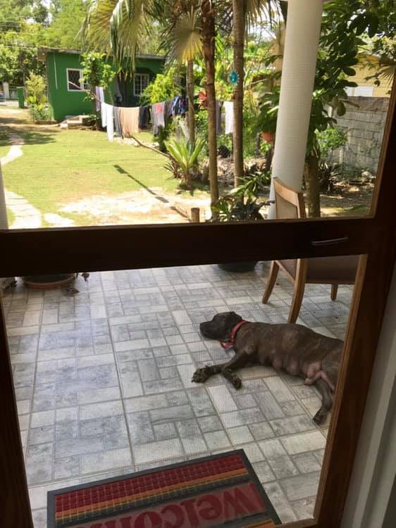 Daddy Coo Zika guarding